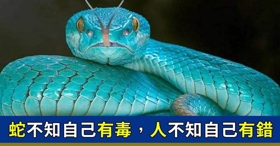 蛇不知自己有毒，人不知自己有錯（好文）